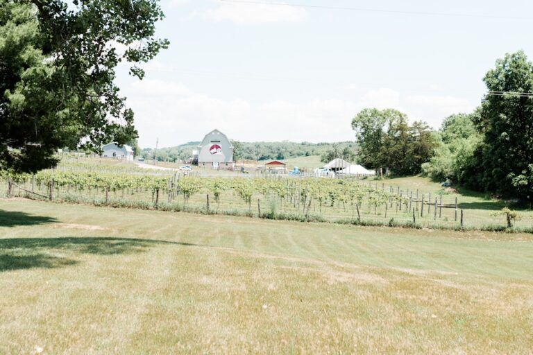 20240610RockNWoolWinery13 768x512