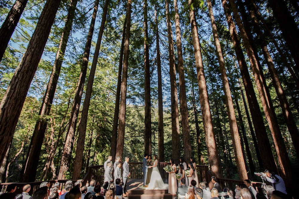 Amphitheater of the Redwoods